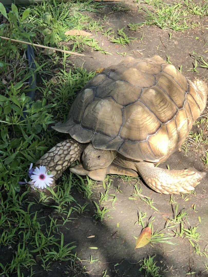 A Large Tortoise In The Grass